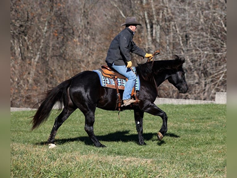 Percheron Castrone 7 Anni 163 cm Morello in Mount Vernon