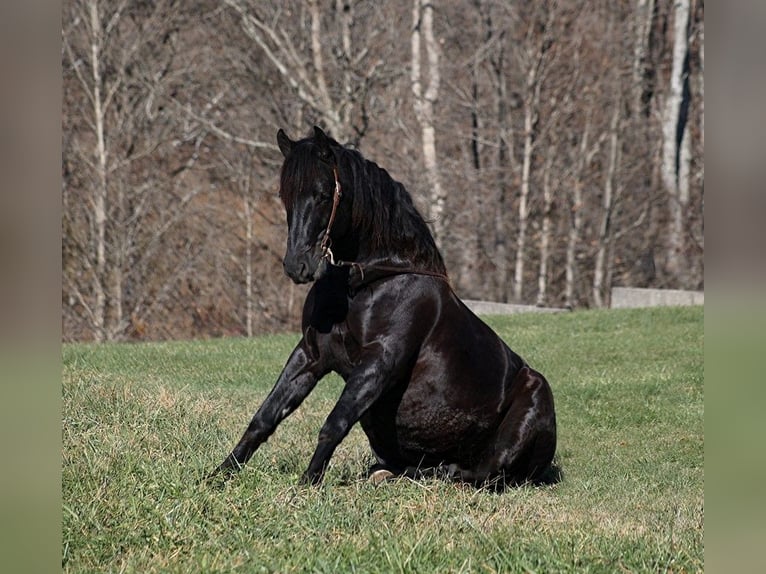 Percheron Castrone 7 Anni 163 cm Morello in Mount Vernon