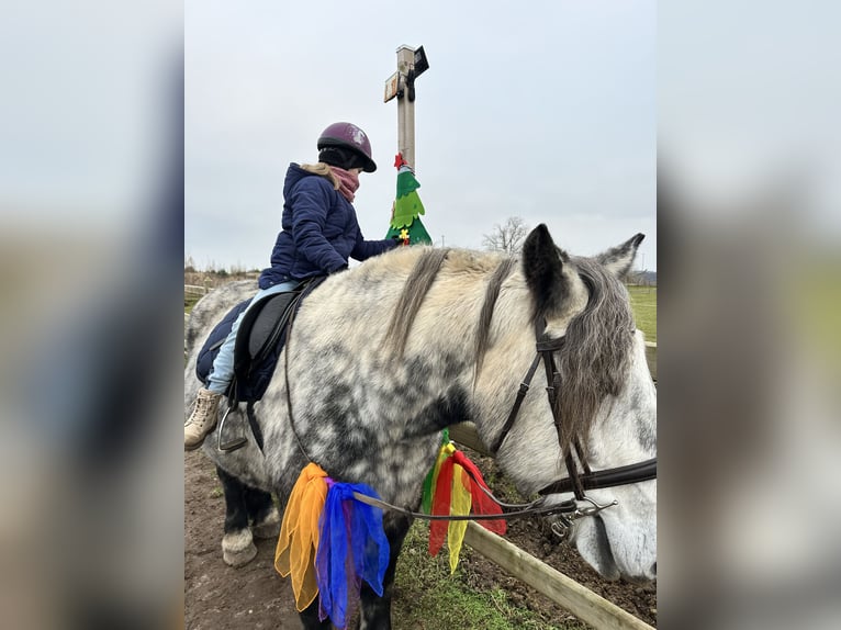 Percheron Mix Castrone 7 Anni 167 cm Grigio pezzato in Demen