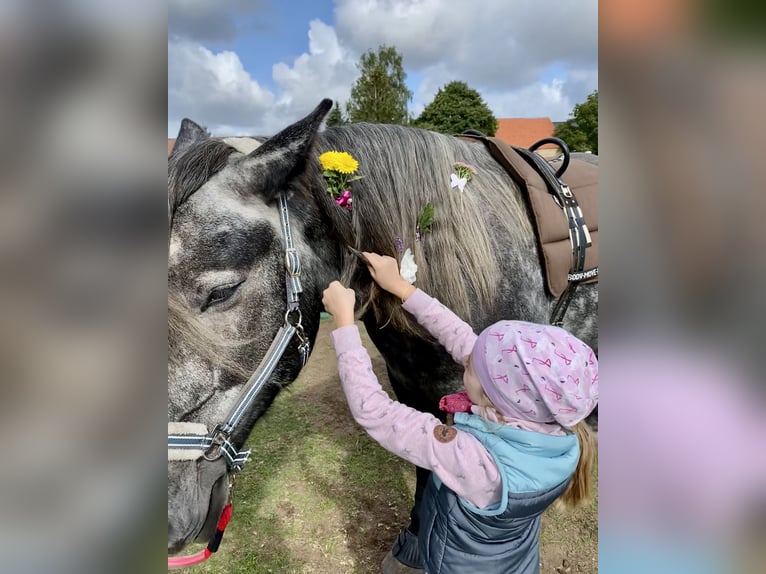 Percheron Mix Castrone 7 Anni 167 cm Grigio pezzato in Demen