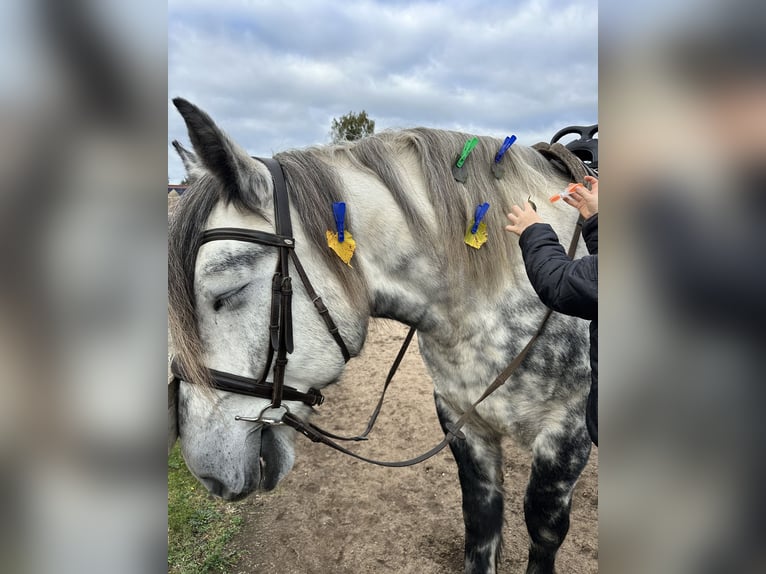 Percheron Mix Castrone 7 Anni 167 cm Grigio pezzato in Demen