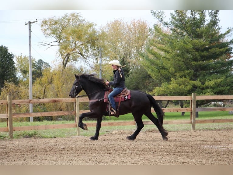 Percheron Castrone 7 Anni 168 cm Morello in Howell, MI