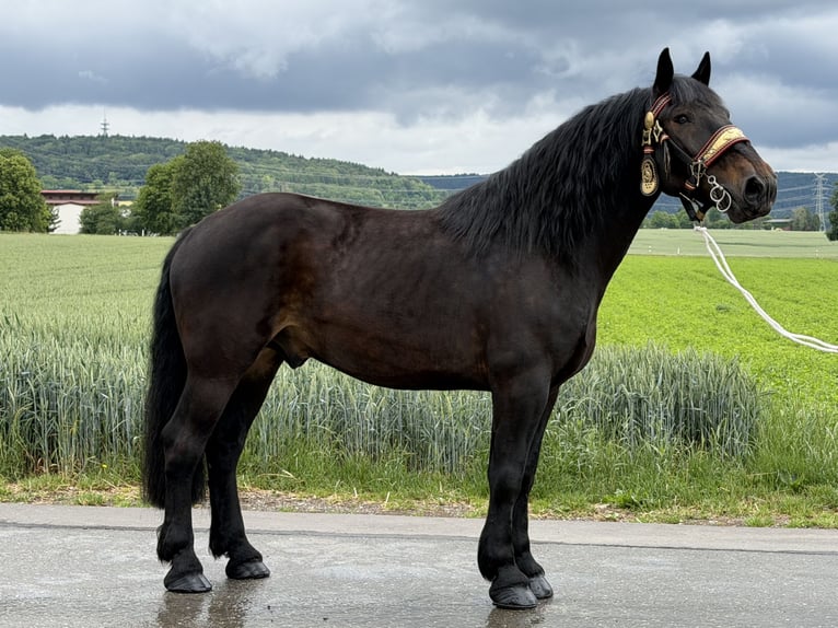 Percheron Mix Castrone 7 Anni 173 cm Baio scuro in Riedlingen