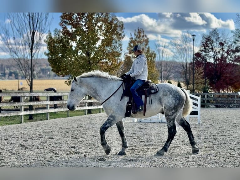 Percheron Mix Castrone 7 Anni 173 cm Grigio in Gap