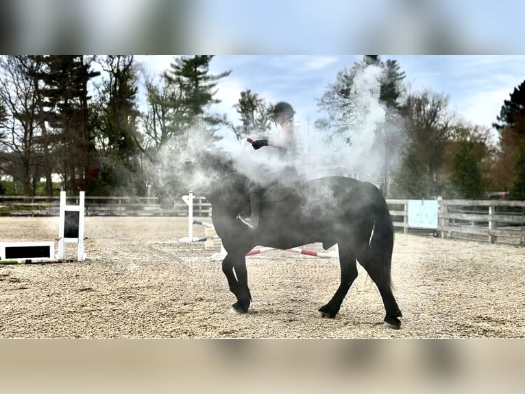 Percheron Castrone 7 Anni 173 cm Morello in Gap, PA