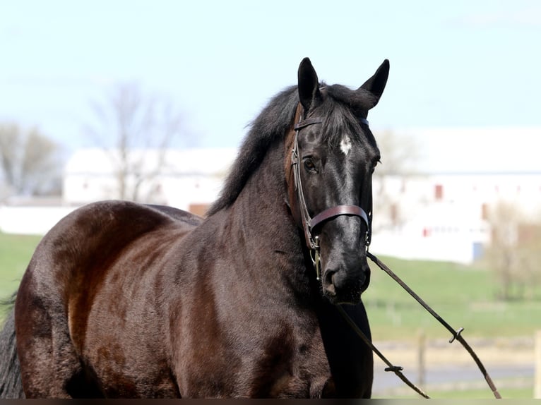 Percheron Castrone 7 Anni 173 cm Morello in Gap, PA