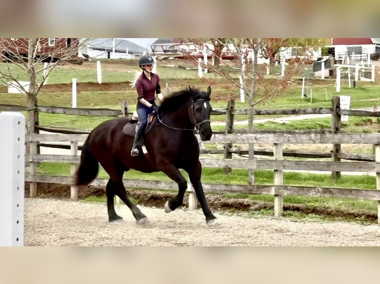 Percheron Castrone 7 Anni 173 cm Morello in Gap, PA