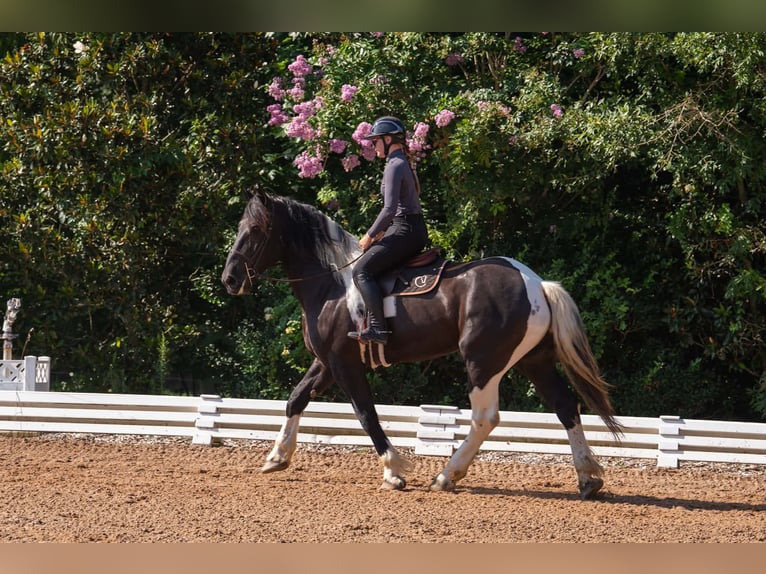Percheron Mix Castrone 7 Anni 173 cm Pezzato in Clover