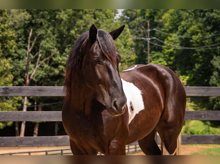 Percheron Mix Castrone 7 Anni 173 cm Pezzato in Clover