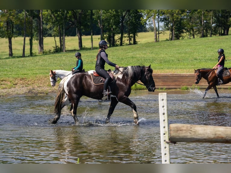 Percheron Mix Castrone 7 Anni 173 cm Pezzato in Clover