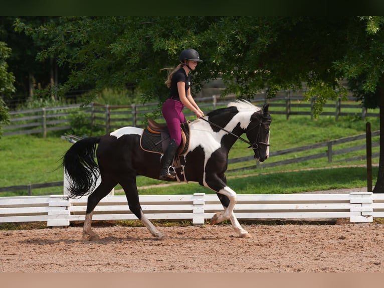 Percheron Mix Castrone 7 Anni 173 cm Pezzato in Clover