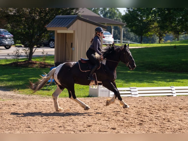 Percheron Mix Castrone 7 Anni 173 cm Pezzato in Clover