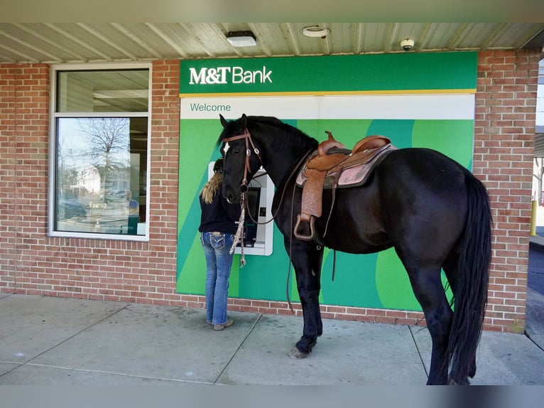 Percheron Mix Castrone 7 Anni 175 cm Morello in Tuscarora