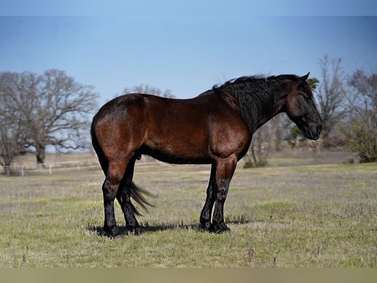 Percheron Castrone 7 Anni 175 cm Morello in Post Oak Bend City TX