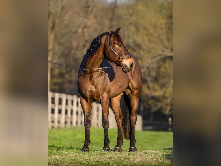 Percheron Mix Castrone 7 Anni Baio ciliegia in New Holland