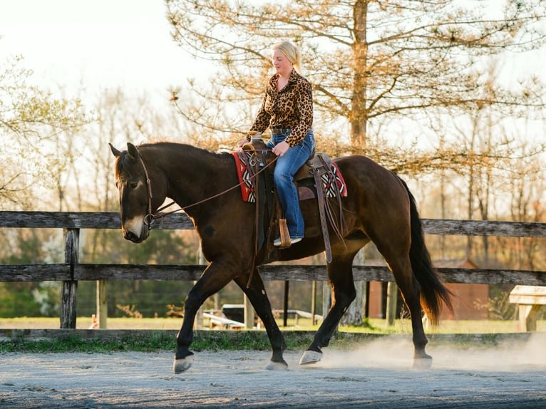 Percheron Mix Castrone 7 Anni Baio ciliegia in New Holland