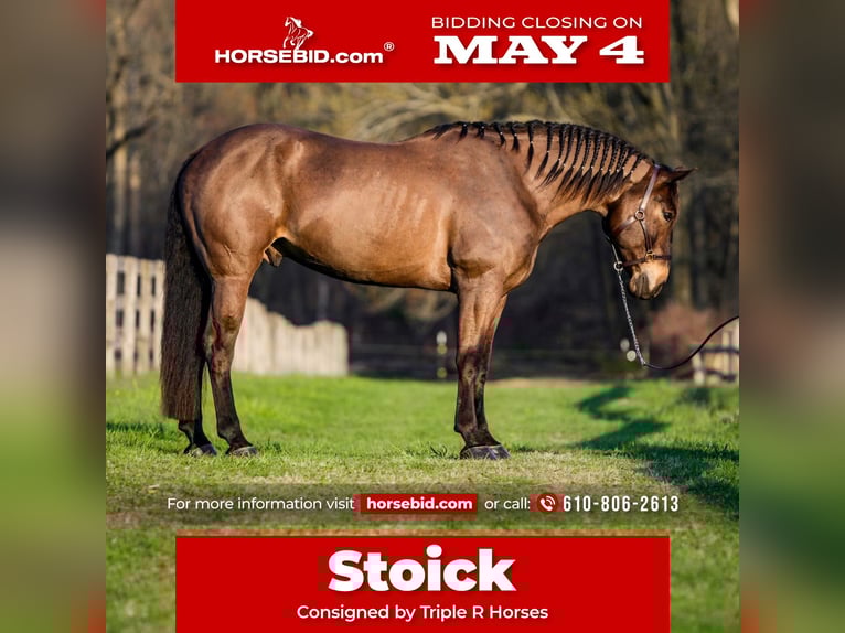 Percheron Mix Castrone 7 Anni Baio ciliegia in New Holland