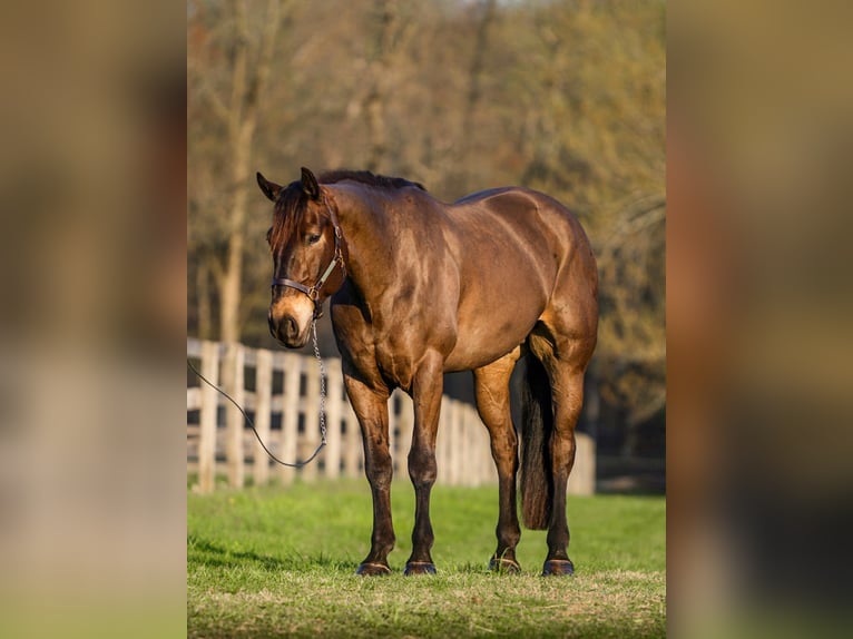 Percheron Mix Castrone 7 Anni Baio ciliegia in New Holland
