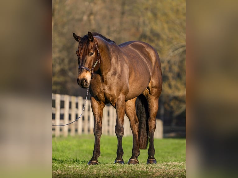 Percheron Mix Castrone 7 Anni Baio ciliegia in New Holland