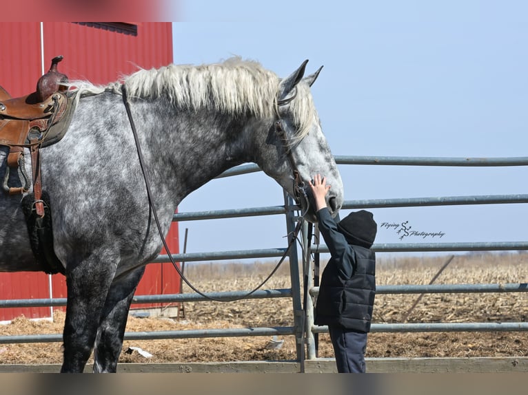 Percheron Castrone 7 Anni Grigio in Fairbank IA