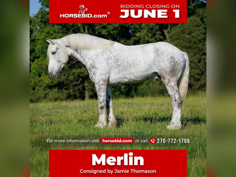 Percheron Castrone 7 Anni Grigio in Auburn