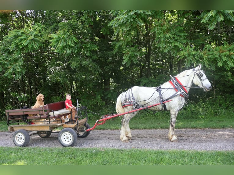 Percheron Castrone 7 Anni Grigio in Auburn