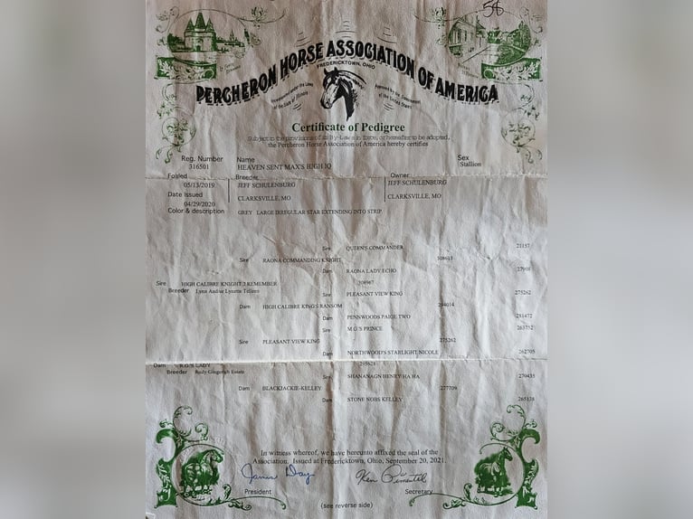 Percheron Castrone 7 Anni Grigio pezzato in Fairbank IA