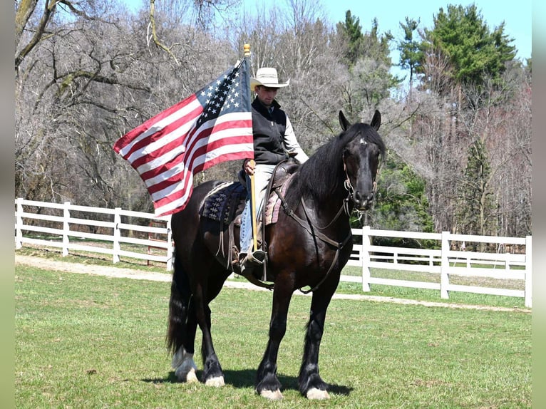 Percheron Castrone 7 Anni Morello in Sturgis, KY