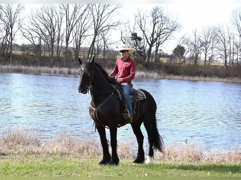Percheron Castrone 7 Anni Morello in Sturgis, KY