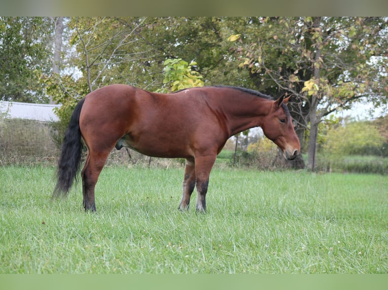 Percheron Mix Castrone 8 Anni 160 cm Baio ciliegia in Plano