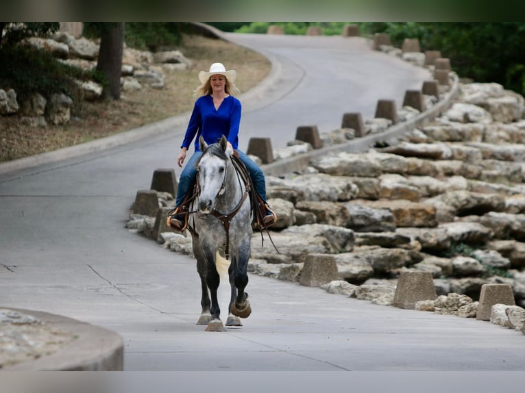 Percheron Castrone 8 Anni 160 cm Grigio pezzato in Joshua TX