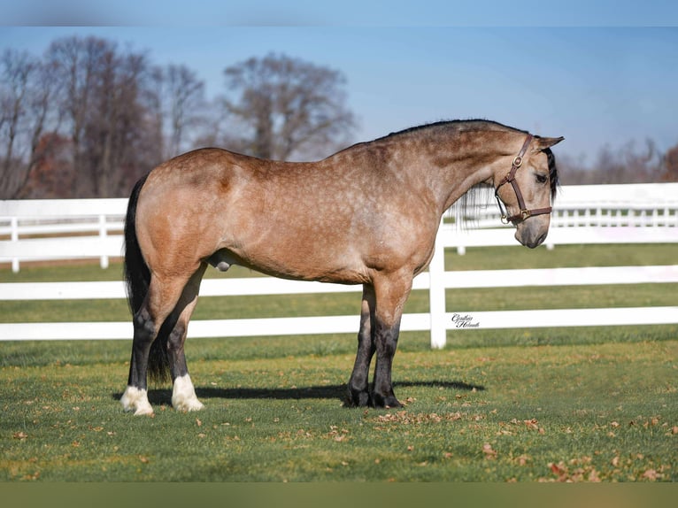 Percheron Mix Castrone 8 Anni 160 cm Pelle di daino in Independence