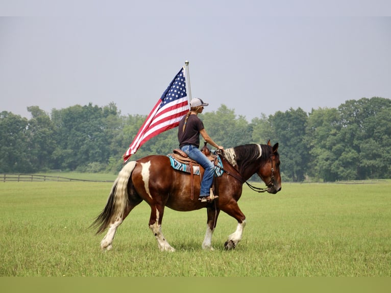 Percheron Castrone 8 Anni 160 cm Tobiano-tutti i colori in Highland MI