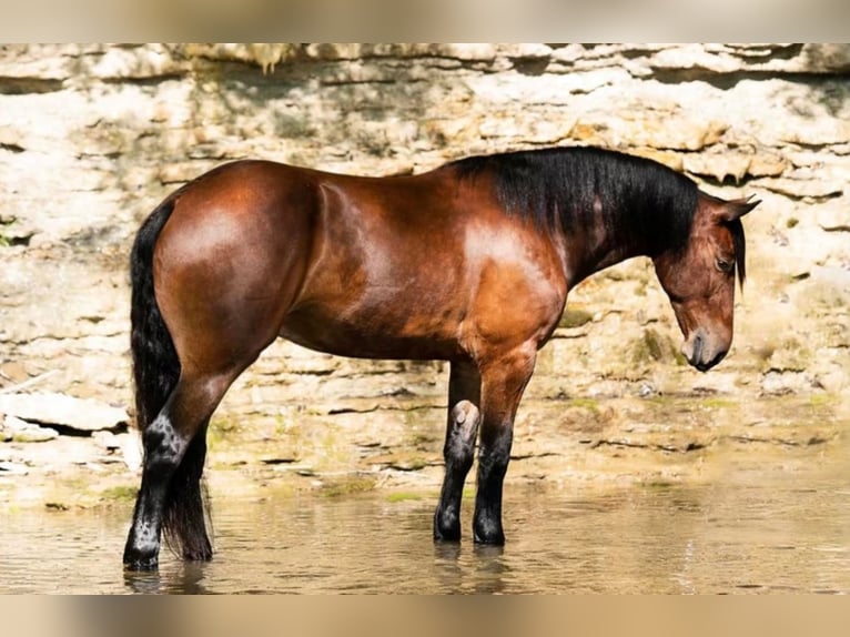 Percheron Castrone 8 Anni 163 cm Baio ciliegia in Cornersville IN