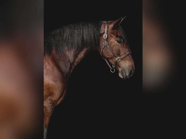 Percheron Castrone 8 Anni 163 cm Baio ciliegia in Cornersville IN