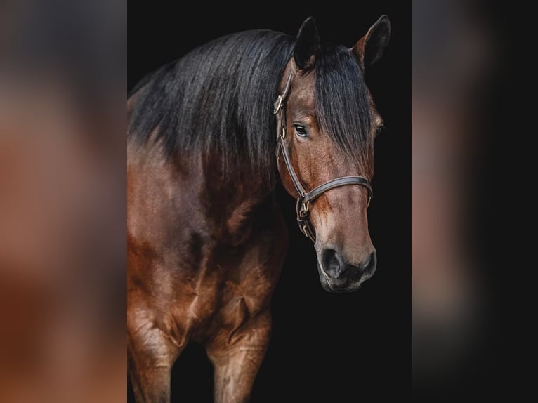 Percheron Castrone 8 Anni 163 cm Baio ciliegia in Cornersville IN