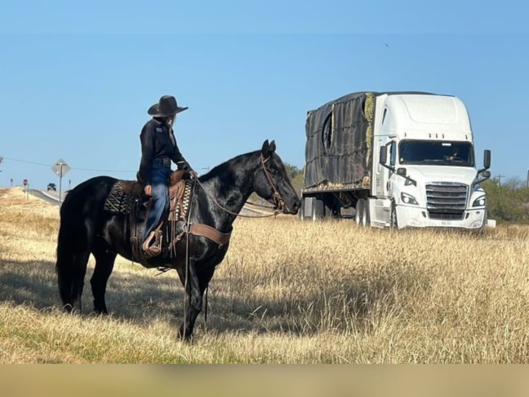 Percheron Castrone 8 Anni 165 cm Morello in Jacksboro, TX