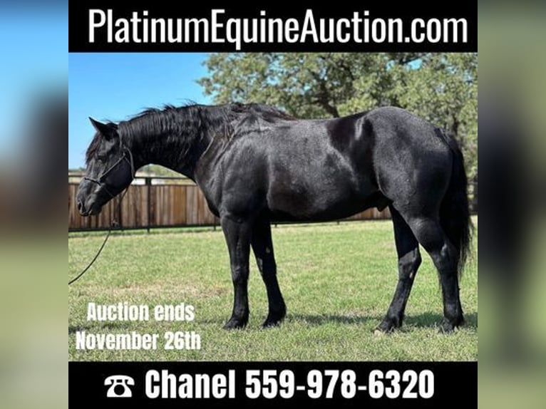 Percheron Castrone 8 Anni 165 cm Morello in Jacksboro, TX