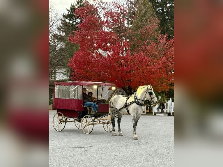 Percheron Mix Castrone 8 Anni 173 cm Grigio in Gap