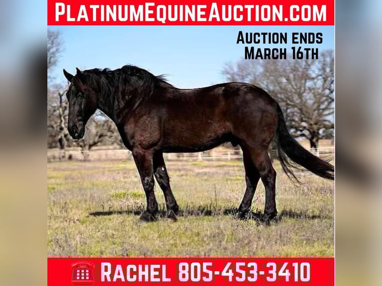 Percheron Castrone 8 Anni 175 cm Morello in Post Oak Bend City TX