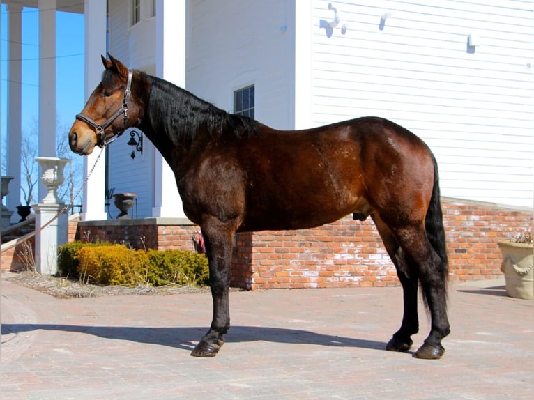 Percheron Castrone 8 Anni Baio ciliegia in Highland, MI