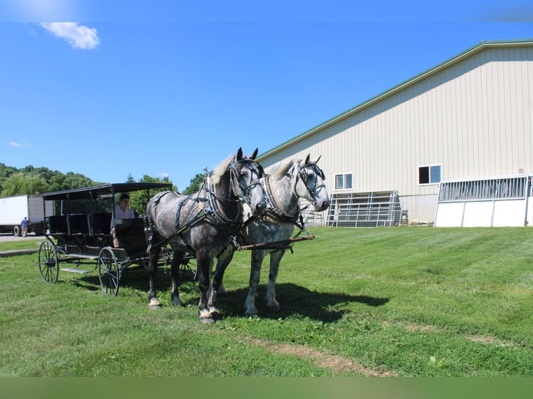Percheron Castrone 8 Anni Grigio in Millersburg