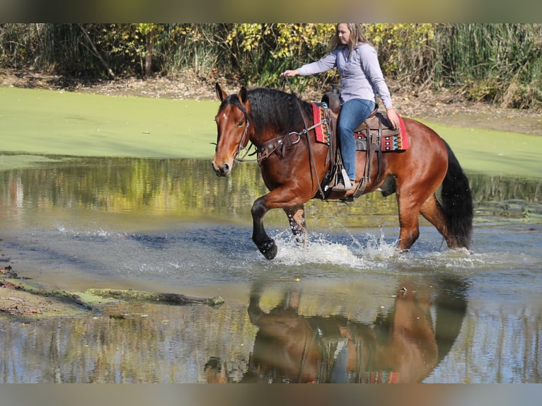 Percheron Mix Castrone 9 Anni 160 cm Baio ciliegia in Plano