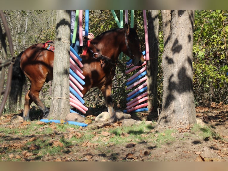 Percheron Mix Castrone 9 Anni 160 cm Baio ciliegia in Plano