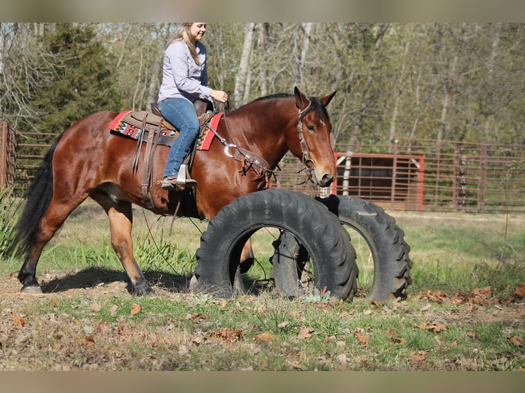 Percheron Mix Castrone 9 Anni 160 cm Baio ciliegia in Plano