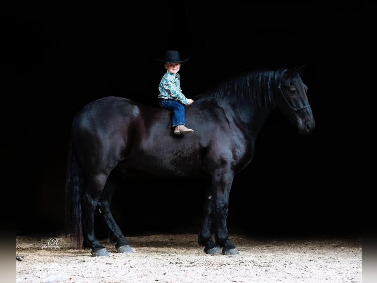 Percheron Mix Castrone 9 Anni 163 cm Morello in Nevis, MN