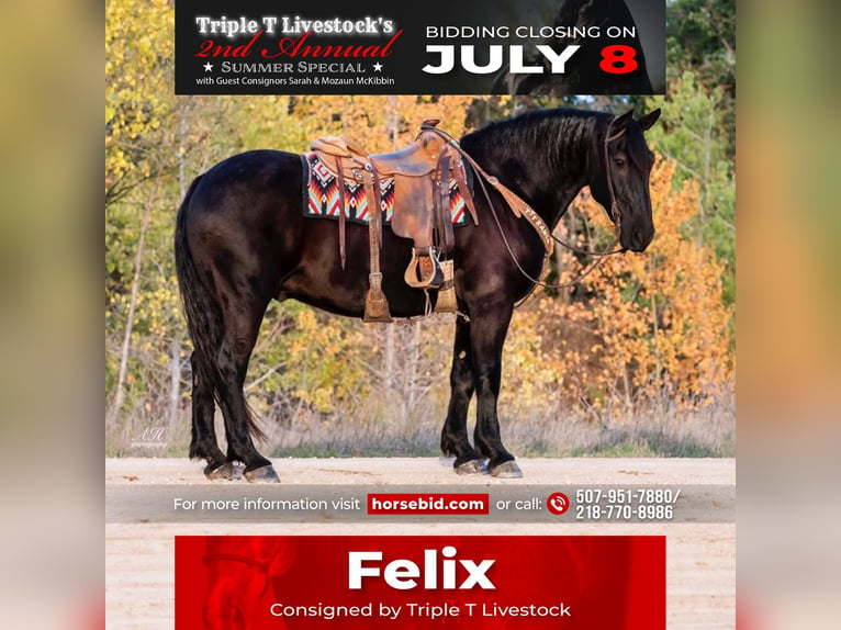 Percheron Mix Castrone 9 Anni 163 cm Morello in Nevis, MN