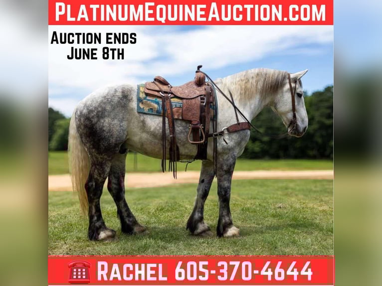Percheron Castrone 9 Anni 168 cm Grigio in Rusk TX
