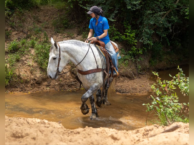 Percheron Castrone 9 Anni 168 cm Grigio in Rusk TX