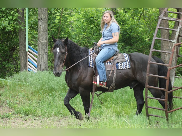 Percheron Mix Castrone 9 Anni Morello in Plano